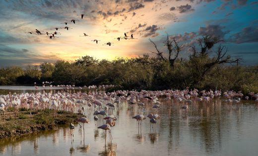 Camargue Flamingos
