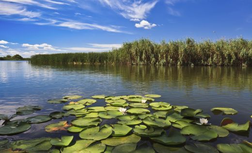 Donaudelta mit Seerosen