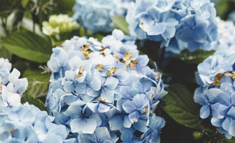 Hortensien auf den Azoren