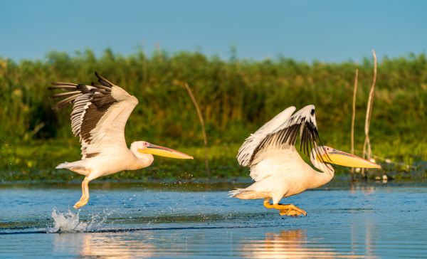 Fliegende Pelikane im Donaudelta