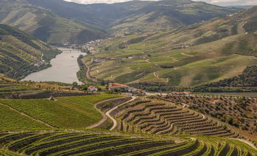 Weing&auml;rten Im Dourotal Bei Regua