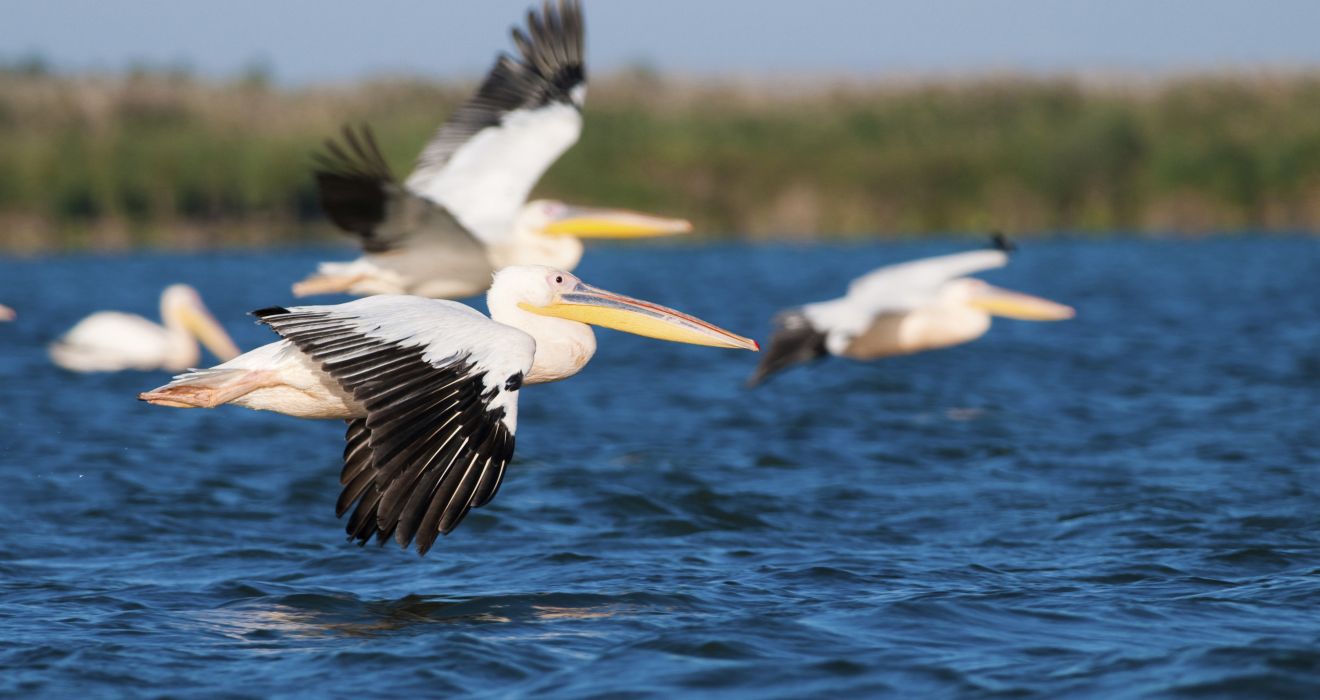 Donaudelta Pelikane