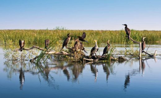 Donaudelta Kormorane Voegel