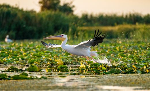 Fliegender Pelikan im Donaudelta