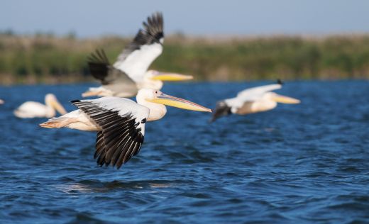 Donaudelta Pelikane