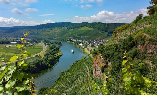 Blick auf die Mosel auf Urzig