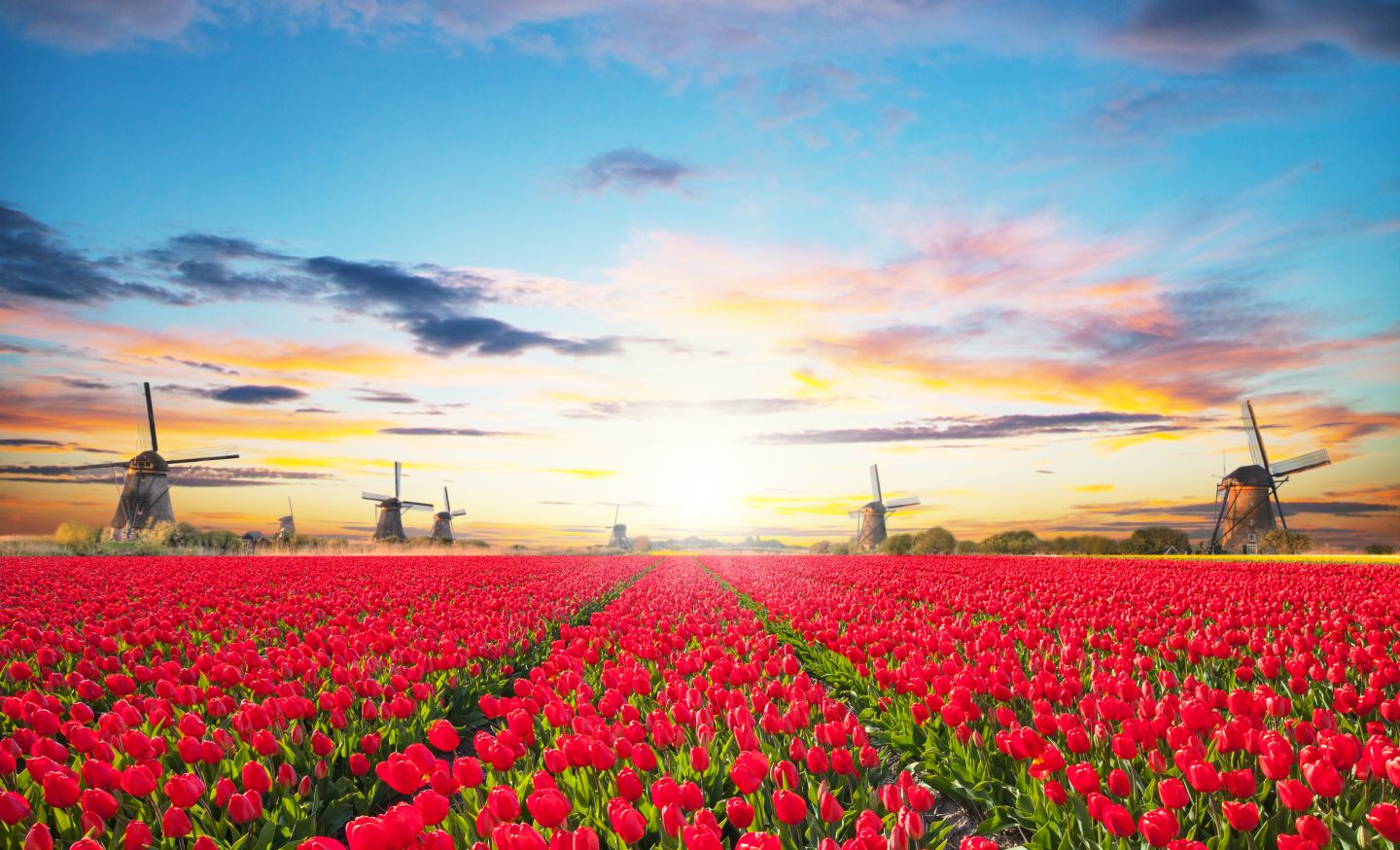 Holland Tulpenbl&uuml;te